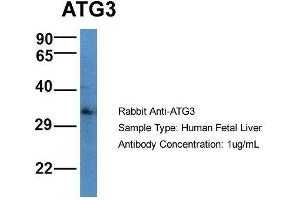 Western Blotting (WB) image for anti-ATG3 Autophagy Related 3 (ATG3) (Middle Region) antibody (ABIN2774245)