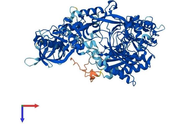 AGO1 Protein (AA 1-857) (His tag)