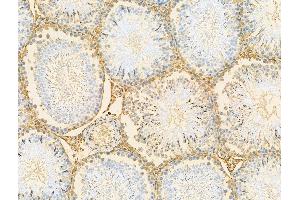 ABIN7094548 and ABIN7098597 at 1/100 staining Rat testis tissue by IHC-P. (RBM3 Antikörper  (C-Term))