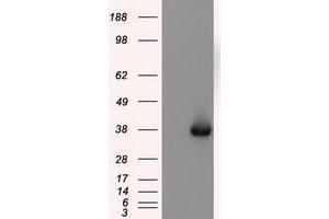 Image no. 2 for anti-Nitrilase Family, Member 2 (NIT2) antibody (ABIN1499737) (NIT2 Antikörper)