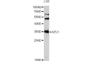 Western blot analysis of extracts of LO2 cells, using AZU1 Antibody (ABIN1877118) at 1:1000 dilution.
