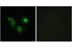 Immunofluorescence analysis of A549 cells, using OR4A15 Antibody.