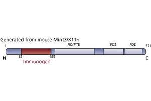 Image no. 1 for anti-Amyloid beta (A4) Precursor Protein-Binding, Family A, Member 3 (APBA3) (AA 63-185) antibody (ABIN968505)