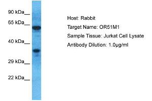 Host: Rabbit Target Name: OR51M1 Sample Type: Jurkat Whole Cell lysates Antibody Dilution: 1. (OR51M1 Antikörper  (C-Term))