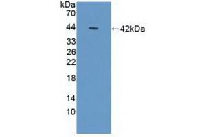 Detection of Recombinant DEFa1B, Human using Polyclonal Antibody to Defensin Alpha 1B (DEFa1B) (DEFA1B Antikörper  (AA 20-94))