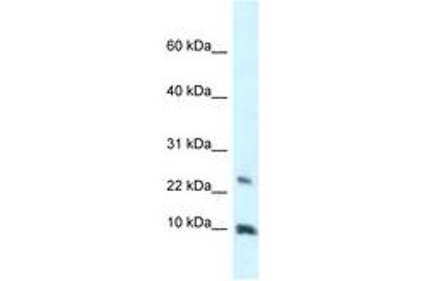 HMGN3 Antikörper  (C-Term)