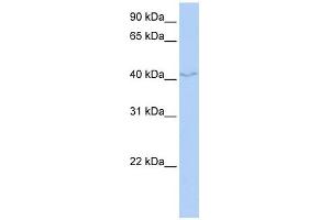 FAM50B antibody used at 1 ug/ml to detect target protein. (FAM50B Antikörper  (N-Term))