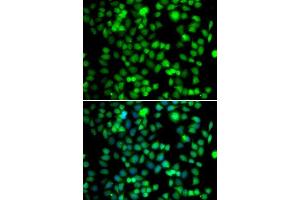 Immunofluorescence analysis of A-549 cells using FKBP6 antibody. (FKBP6 Antikörper  (AA 1-327))