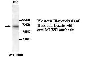 Image no. 1 for anti-MUS81 Endonuclease Homolog (MUS81) (C-Term) antibody (ABIN791077) (MUS81 Antikörper  (C-Term))