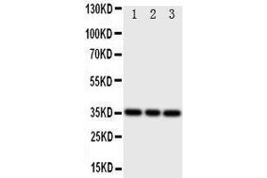 IBSP Antikörper  (C-Term)