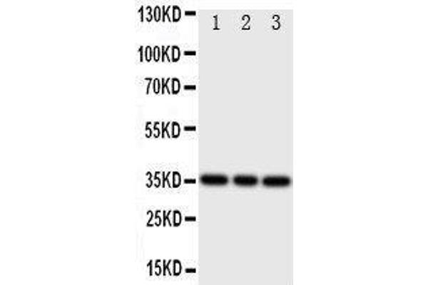 IBSP Antikörper  (C-Term)