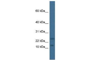 WB Suggested Anti-Mafk Antibody   Titration: 1. (MAFK Antikörper  (N-Term))