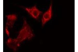 ABIN6275351 staining NIH-3T3 cells by IF/ICC. (PEX7 Antikörper  (C-Term))