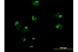 Immunofluorescence of purified MaxPab antibody to GOSR1 on HeLa cell. (GS28 Antikörper  (AA 1-250))