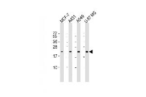 Lane 1: MCF-7, Lane 2: A431, Lane 3: A549, Lane 4: U-87MG cell lysate at 20 µg per lane, probed with bsm-51357M RAB13 (3250CT845. (RAB13 Antikörper)
