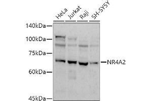 Western blot analysis of extracts of various cell lines, using (ABIN7269020) at 1:1000 dilution. (NR4A2 Antikörper)