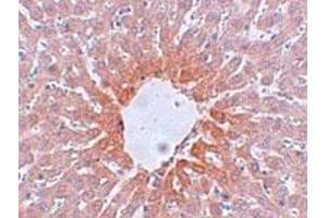 Immunohistochemical staining of rat liver tissue with 5 ug/mL AGTR2 polyclonal antibody . (Angiotensin II Type 2 Receptor Antikörper  (Internal Region))