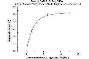 ELISA image for Tumor Necrosis Factor Receptor Superfamily, Member 13C (TNFRSF13C) (AA 10-71) (Active) protein (Fc Tag) (ABIN5526590)
