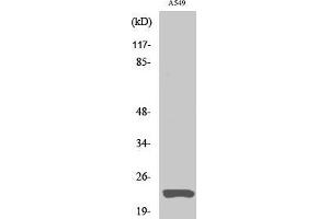 Western Blot (WB) analysis of A549 cells using Claudin-5 Polyclonal Antibody. (Claudin 5 Antikörper  (C-Term))
