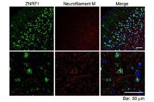 ABIN2560845 (10µg/ml) staining of paraffin embedded Mouse Cerebral Cortex. (ZNRF1 Antikörper  (Internal Region))