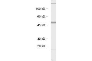 Western Blotting (WB) image for anti-Synaptotagmin XI (SYT11) (AA 70-154) antibody (ABIN1742530) (SYT11 Antikörper  (AA 70-154))