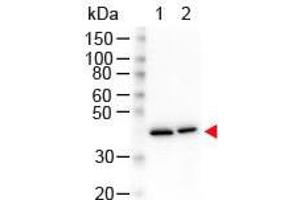 Western Blot of Mouse anti-N-Term Beta Actin Monoclonal Antibody. (beta Actin Antikörper  (N-Term))