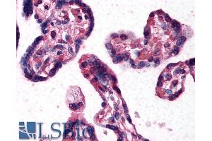 ABIN185275 (10µg/ml) staining of paraffin embedded Human Placenta. (DKK1 Antikörper  (C-Term))