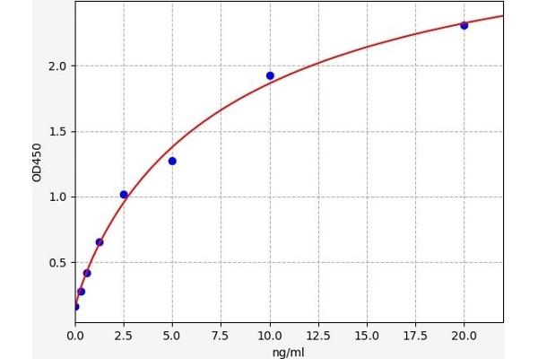 MTHFD2 ELISA Kit