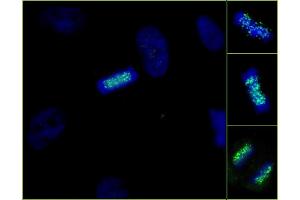 Immunofluorescence (IF) image for anti-ZW10 Interactor (ZWINT) (C-Term) antibody (ABIN7448923) (ZWINT Antikörper  (C-Term))