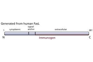 Image no. 2 for anti-Fas Ligand (TNF Superfamily, Member 6) (FASL) antibody (ABIN967520) (FASL Antikörper)