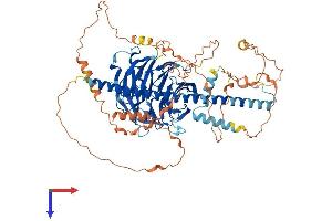 STRN4 Protein (AA 1-753) (His tag)