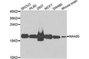 Western blot analysis of extracts of various cell lines, using NAA50 antibody. (NAA50 Antikörper)