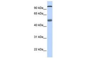 Image no. 1 for anti-DEAH (Asp-Glu-Ala-His) Box Polypeptide 32 (DHX32) (N-Term) antibody (ABIN6740491) (DHX32 Antikörper  (N-Term))