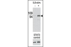 Image no. 1 for anti-Signal Transducer and Activator of Transcription 3 (Acute-Phase Response Factor) (STAT3) (pSer727) antibody (ABIN358233) (STAT3 Antikörper  (pSer727))