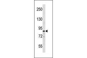 Western blot analysis in T47D cell line lysates (35ug/lane). (MARK1 Antikörper  (C-Term))