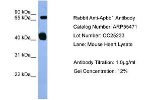 WB Suggested Anti-Apbb1  Antibody Titration: 0.