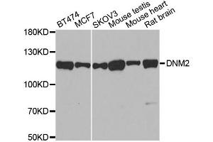Western blot analysis of extracts of various cell lines, using DNM2 antibody (ABIN5970189) at 1/500 dilution. (DNM2 Antikörper)