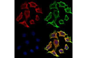 ABIN6265404 and ABIN6273174 staining Hela cells by IF/ICC. (Syntaxin 16 Antikörper  (N-Term))
