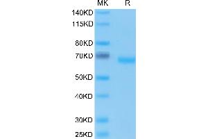 EpCAM Protein (AA 24-265) (Fc Tag)