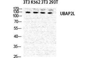 Western Blot (WB) analysis of NIH-3T3 K562 NIH-3T3 293T cells using NICE4 Polyclonal Antibody.