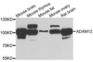 Western blot analysis of extracts of various cell lines, using ADAM12 antibody. (ADAM12 Antikörper  (AA 589-738))