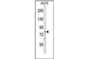 Western blot analysis of PHF21A Antibody (Center) in A375 cell line lysates (35ug/lane). (PHF21A Antikörper  (Middle Region))