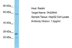 Host: Rabbit Target Name: TAS2R45 Sample Type: HepG2 Whole Cell lysates Antibody Dilution: 1.