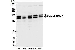 anti-Ubiquitin Associated Protein 2-Like (UBAP2L) (AA 400-450) antibody