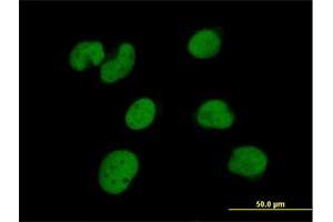 Immunofluorescence of purified MaxPab antibody to ZNF490 on HeLa cell. (ZNF490 Antikörper  (AA 1-529))