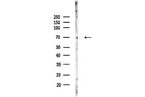 anti-Cbl-Interacting Protein Sts-1 (STS1) (Internal Region) antibody