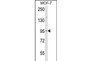 Western blot analysis of JUP Antibody (C-term) (ABIN652942 and ABIN2842601) in MCF-7 cell line lysates (35 μg/lane). (JUP Antikörper  (C-Term))