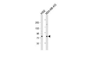 All lanes : Anti-ALOX15 Antibody (C-term) at 1:2000 dilution Lane 1: K562 whole cell lysate Lane 2: MDA-MB-453 whole cell lysate Lysates/proteins at 20 μg per lane. (ALOX15 Antikörper  (C-Term))