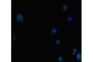 Immunofluorescence (IF) image for anti-Prostaglandin E Receptor 3 (Subtype EP3) (PTGER3) (AA 2283-2414) antibody (ABIN7155286)