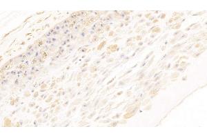 Detection of ANXA2 in Human Placenta Tissue using Monoclonal Antibody to Annexin A2 (ANXA2) (Annexin A2 Antikörper  (AA 1-339))
